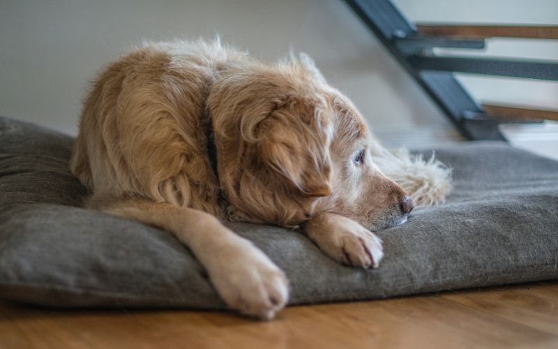 pet space under stairs